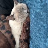 Foto del gato perdido en Arles