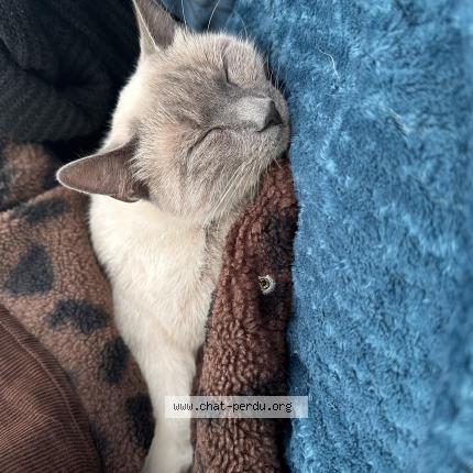 Foto 1/1 Vanille Chat perdido en Arles