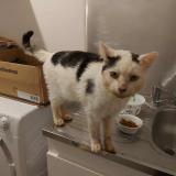 Foto de gato encontrado en Moisdon La Riviere