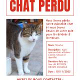 Foto del gato perdido en Vaumas