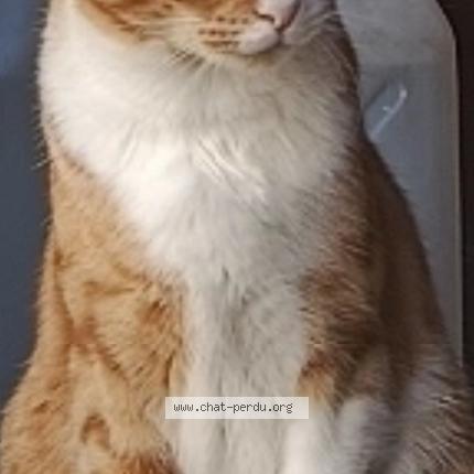 Foto 1/1 Pika Chat perdido en Fully