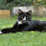 Foto del gato perdido en Le Havre