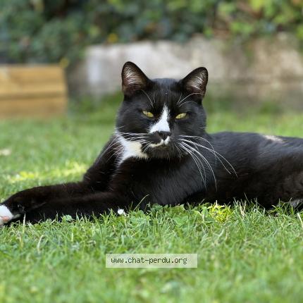 Foto 1/1 Sasha Chat perdido en Le havre