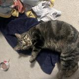 Foto de gato encontrado en Lakeville