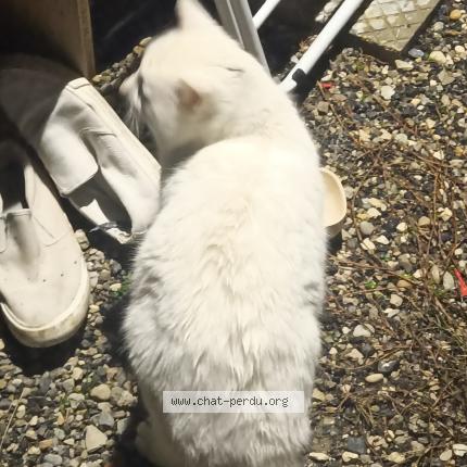 Foto 1/1 Gato encontrado Encontrado en Pugny chatenod