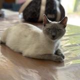 Foto del gato perdido en Arles