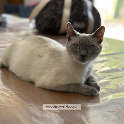 Foto 1/1 Vanille Chat perdido en Arles