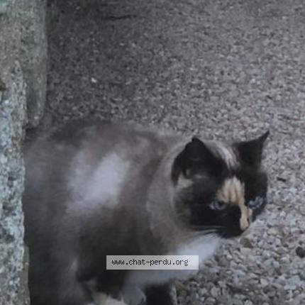 Foto 1/4 MELBA Chat perdido en Plobannalec lesconil