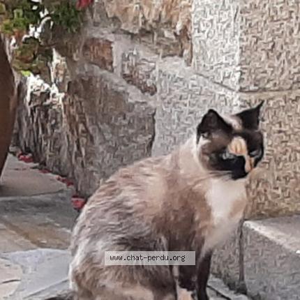 Foto 2/4 MELBA Chat perdido en Plobannalec lesconil