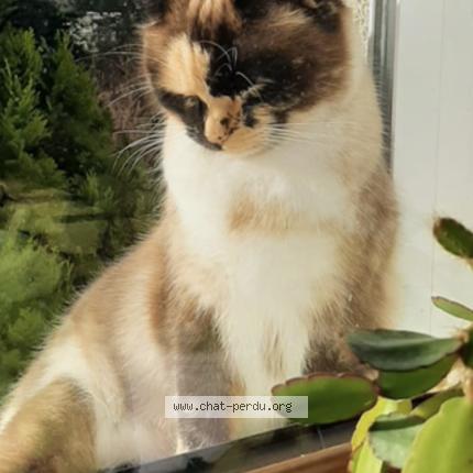 Foto 3/4 MELBA Chat perdido en Plobannalec lesconil