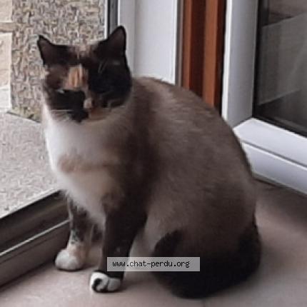 Foto 4/4 MELBA Chat perdido en Plobannalec lesconil