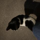 Foto de gato encontrado en Paris