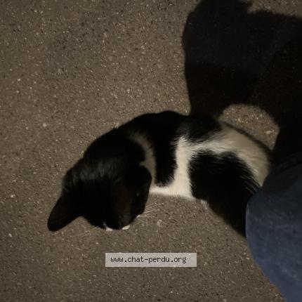 Foto 1/1 Gato encontrado Encontrado en Paris