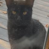 Foto del gato perdido en Pittsburgh