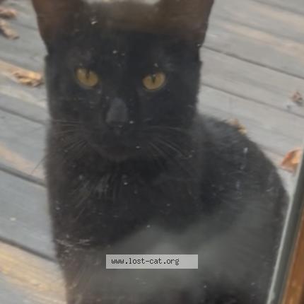 Foto 1/1 Sebastian Chat perdido en Pittsburgh