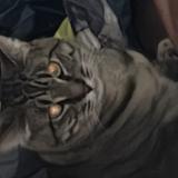 Foto del gato perdido en Medical Lake