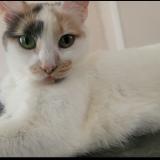 Foto del gato perdido en Flint