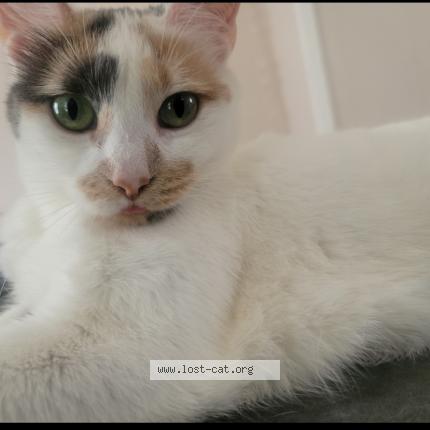 Foto 1/1 Ling ling Chat perdido en Flint