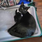 Foto del gato perdido en Phoenix