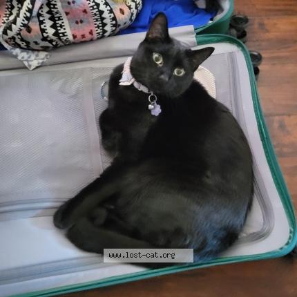 Foto 1/1 Minky Chat perdido en Phoenix