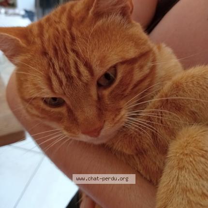 Foto 1/1 Neko Chat perdido en Toulouse