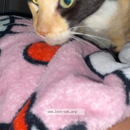 Foto 1/1 Citrine Chat perdido en Palm beach county