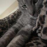 Foto del gato perdido en New Carlisle