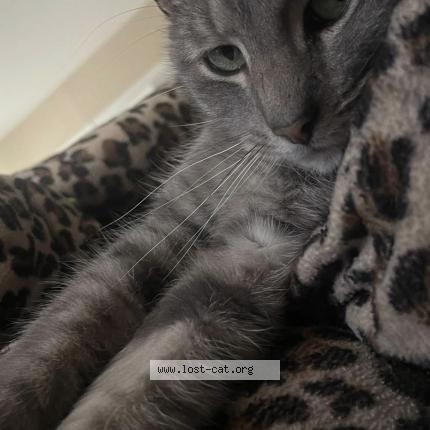 Foto 1/1 Thumbkin Chat perdido en New carlisle