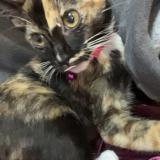 Foto del gato perdido en Summerville