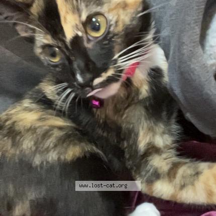 Foto 1/1 Freya Chat perdido en Summerville