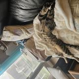 Foto del gato perdido en St Victoret