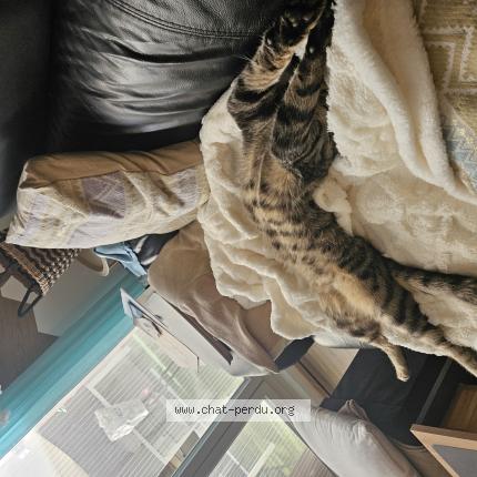 Foto 1/1 Tyron Chat perdido en St victoret