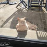 Foto del gato perdido en Pleslin Trigavou