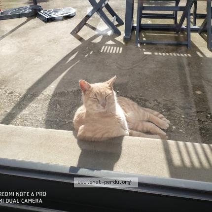 Foto 1/1 Scratch Chat perdido en Pleslin trigavou