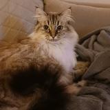 Foto del gato perdido en Saint Brieuc