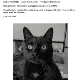 Foto del gato perdido en Pont L Abbe