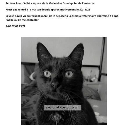 Foto 1/1 Kawenn Chat perdido en Pont l abbe