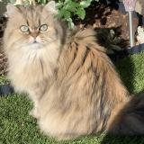 Foto del gato perdido en Puyricard