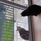 Foto de gato encontrado en Vitry Sur Seine