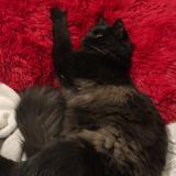 Foto del gato perdido en Lisses