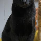 Foto del gato perdido en Wylie