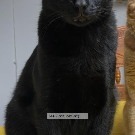 Foto 1/1 BB Chat perdido en Wylie