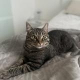 Foto del gato perdido en Molenbeek