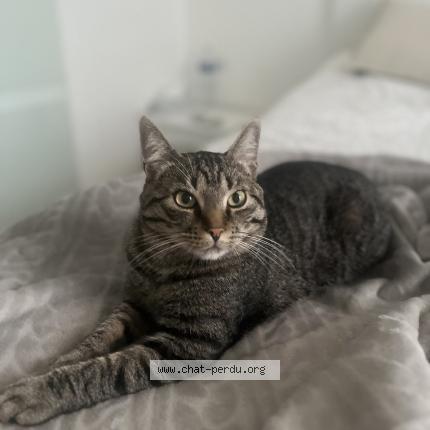 Foto 1/1 Cookie Chat perdido en Molenbeek