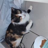 Foto de gato encontrado en Antibes