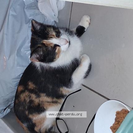 Foto 1/1 Gato encontrado Encontrado en Antibes