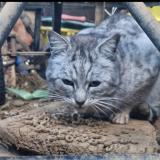 Foto de gato encontrado en Ortholes