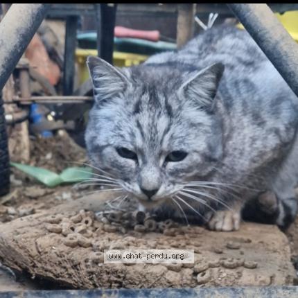 Foto 1/1 Gato encontrado Encontrado en Ortholes