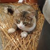 Foto del gato perdido en Nice