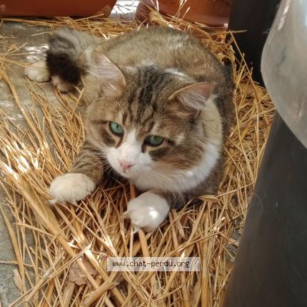 Foto 1/1 Rominé Chat perdido en Nice